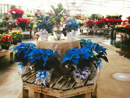 Our regular and colored Poinsettias Add some new and bright colors to your red and green Christmas,