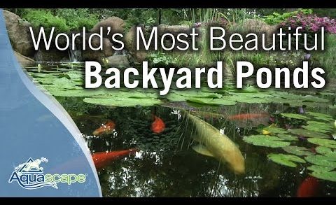 World's Most Beautiful Backyard Ponds